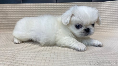 成約済の兵庫県のペキニーズ-327016の8枚目
